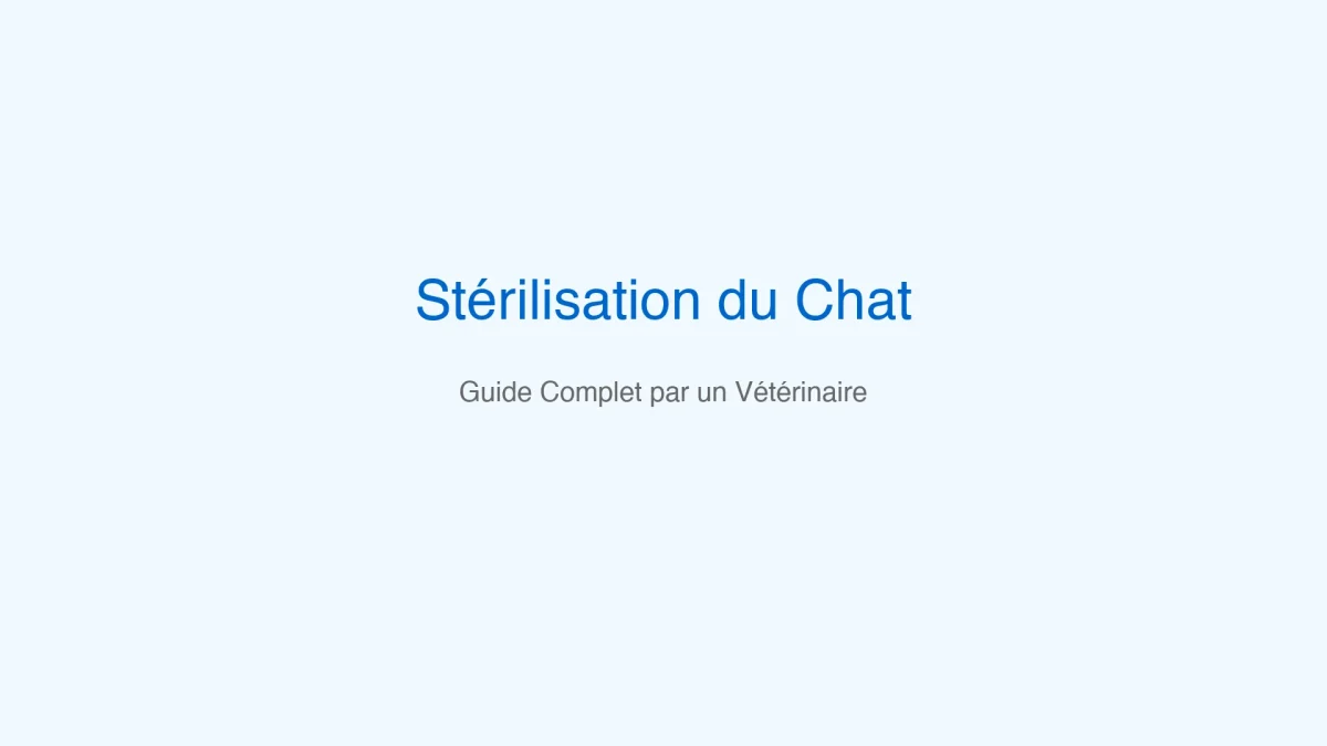 Stérilisation du chat : avantages, déroulement et conseils post-opératoires