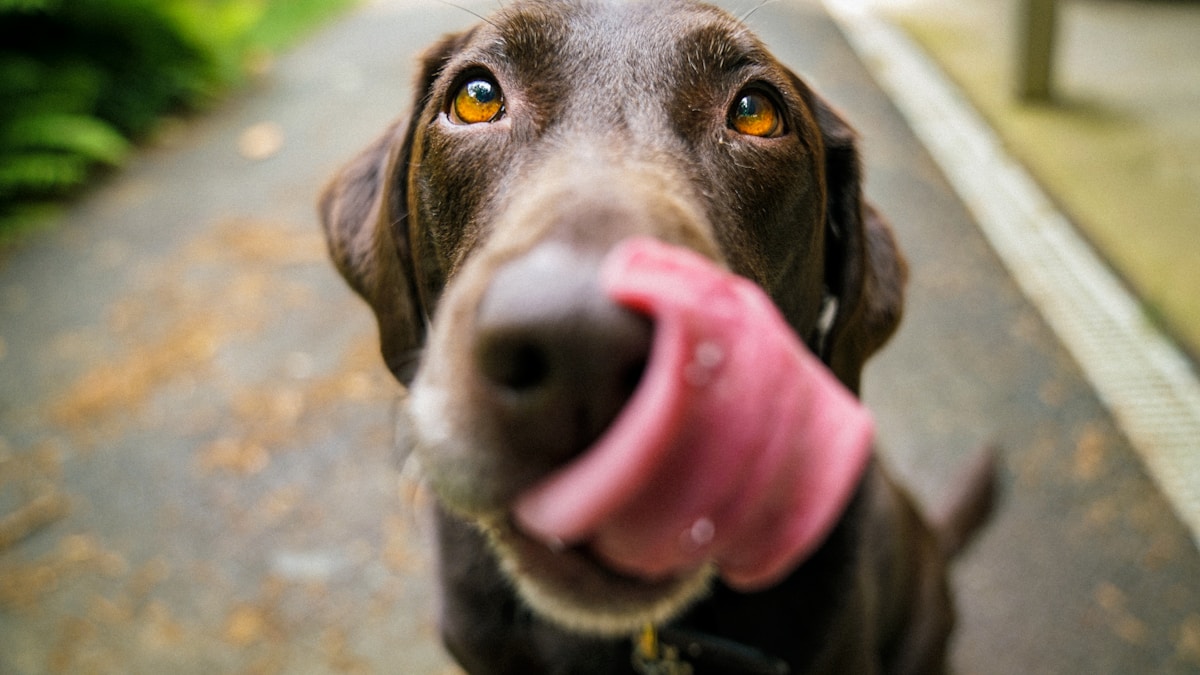 L arthrose chez le chien : dépistage et prise en charge