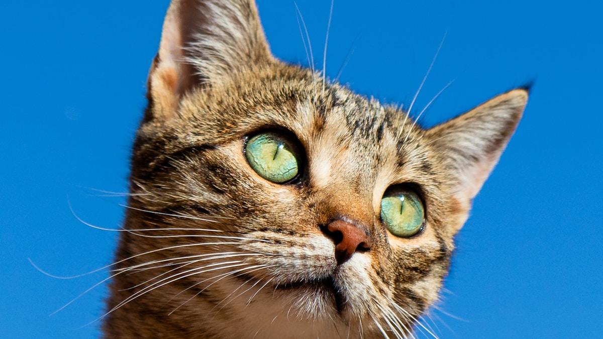 Comment bien accueillir un chaton à la maison