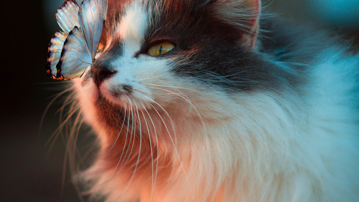 L alimentation du chat senior : adapter la nutrition avec l âge