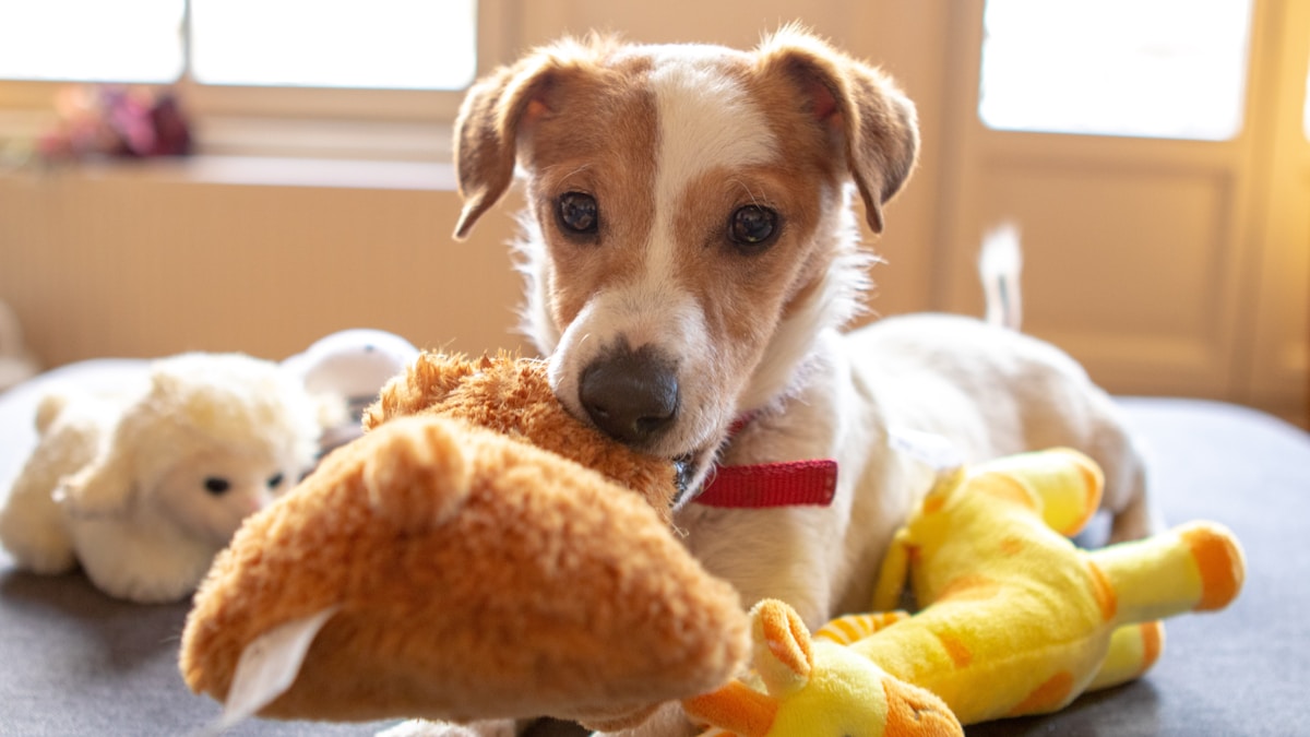Les maladies de peau chez le chien : dermatite, hot spot et mycoses